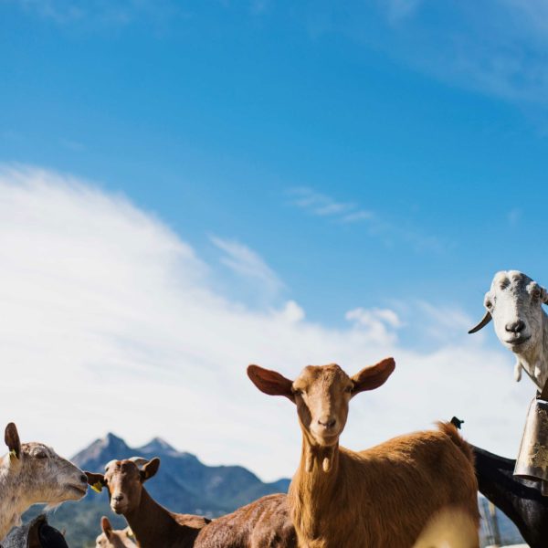 ALI ARTISAN CHEESE EXPERIENCE 3