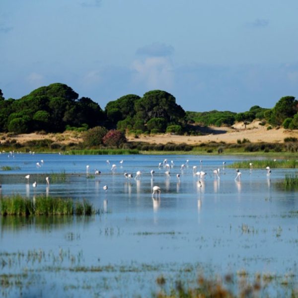 Doñana National Park_ 4×4 Immersive Eco-Adventure(6)