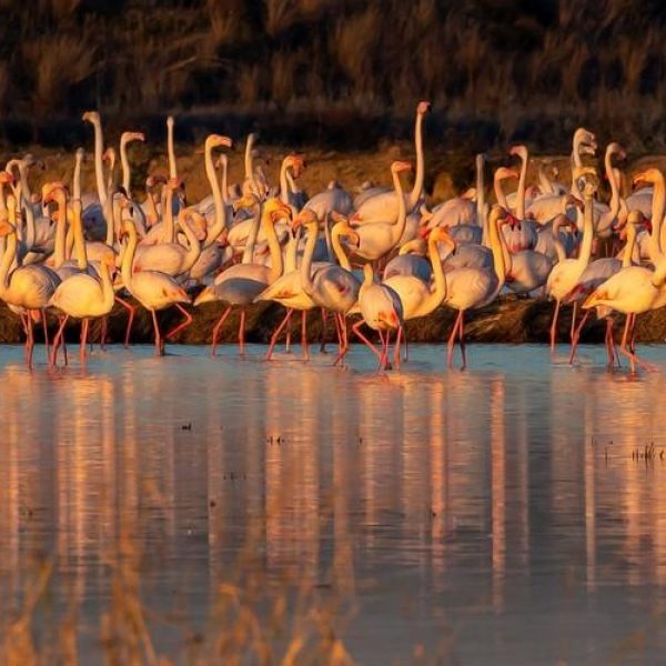 Doñana National Park_ 4×4 Immersive Eco-Adventure(7)