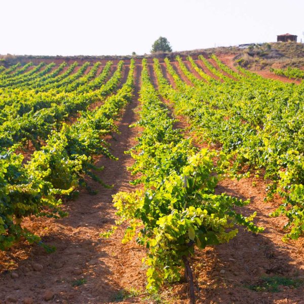 VA Wine Tourism Experience_“The Skin of the Vine” 4